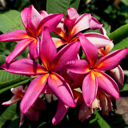 Mixed Color Frangipani Plumeria Seeds - Perennial Bonsai Plant for Home & Garden Planting