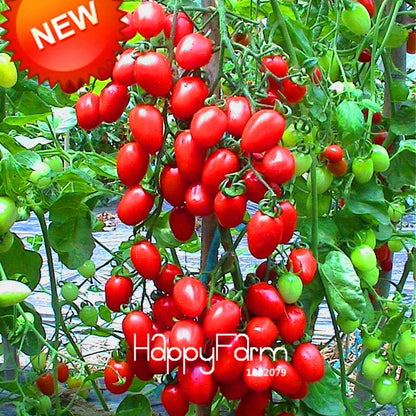 Organic Yellow Pear Tomato Seeds for Home Garden - Non-GMO, Heirloom, Easy Grow