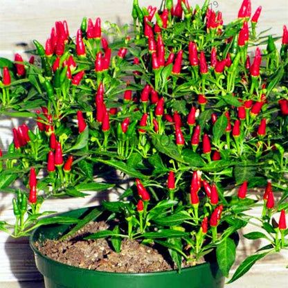 Spicy Chili Pepper Bonsai Seeds - Edible, Ornamental, Perennial Plant for Home & Garden