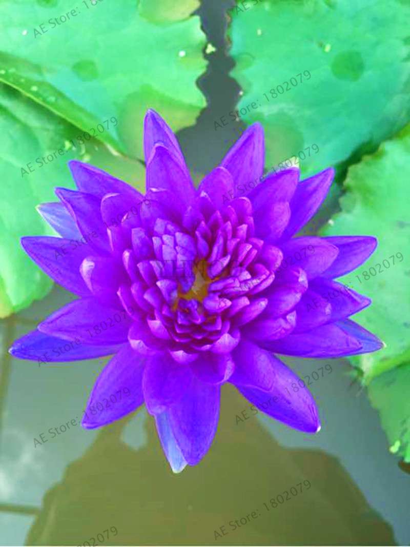 Lotus Flower Seeds - Aquatic Water Lily Plants for Home Garden Planting