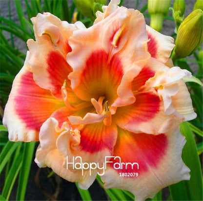 Hybrid Daylily Seeds - Colorful Hemerocallis Lily for Home Garden & Bonsai | Fast-Growing Flower Seeds
