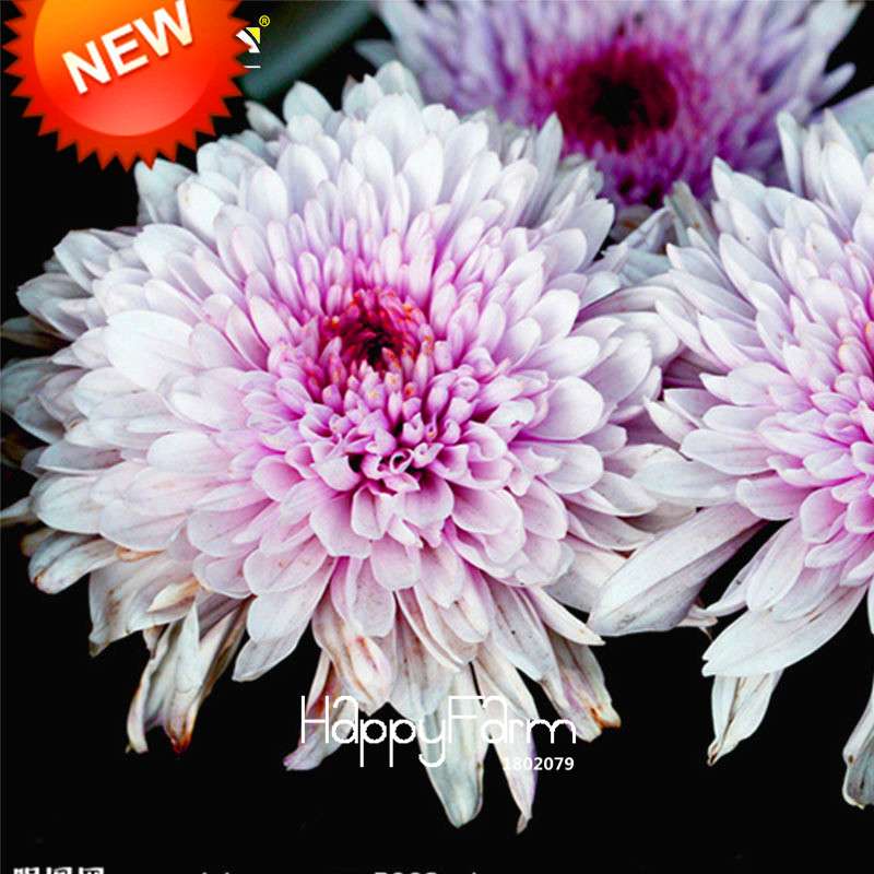 Pink & White Chrysanthemum Seeds - DIY Home Gardening, Easy-Grow Morifolium Flower Seeds