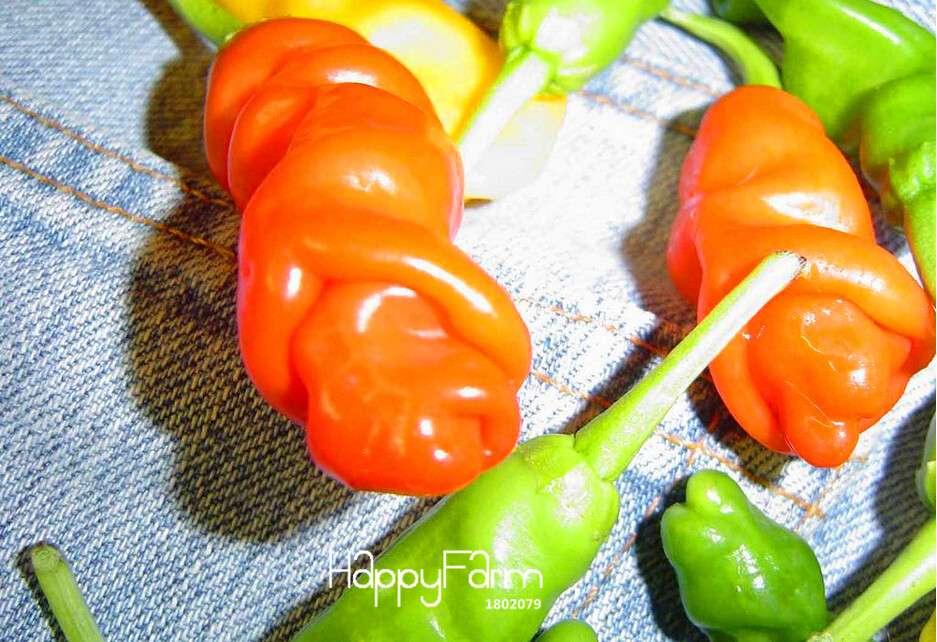 Spicy Peter Pepper Seeds - Hot Chili Seeds for Planting, per Pack, Heirloom Non-GMO