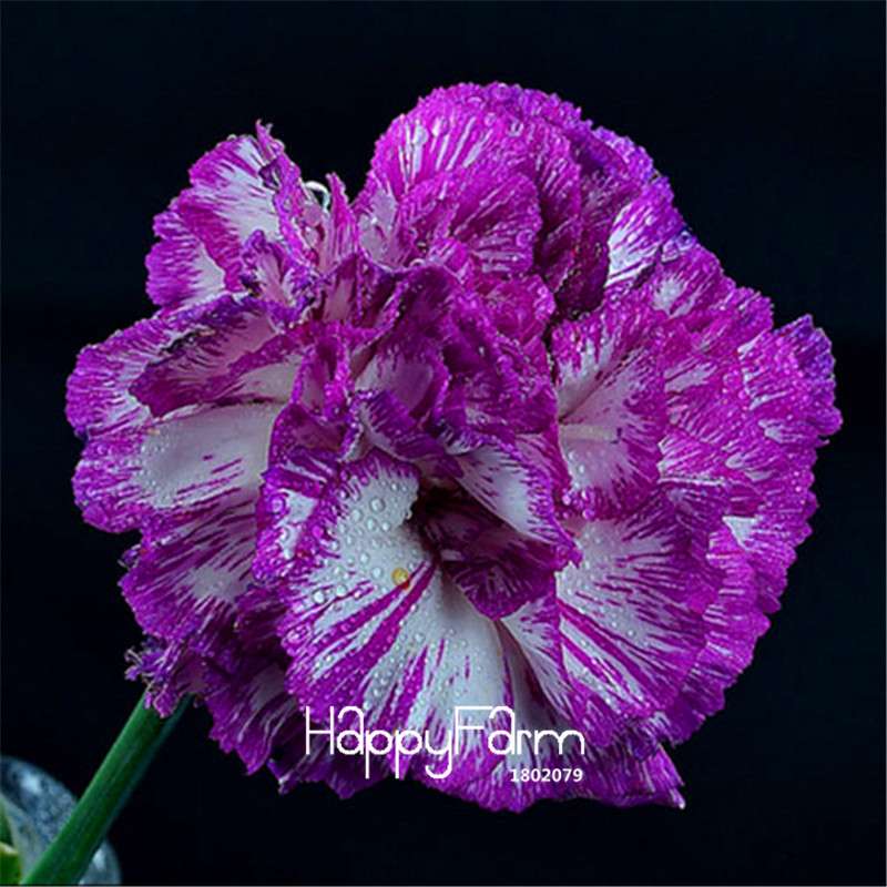 Black Carnation Flower Seeds - Rare Dianthus Bonsai Plants for Home Garden, Unique & Exotic Blooms
