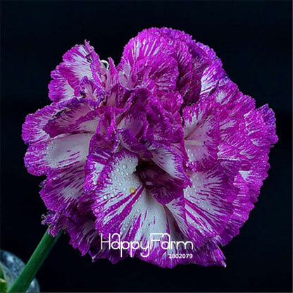 Black Carnation Flower Seeds - Rare Dianthus Bonsai Plants for Home Garden, Unique & Exotic Blooms