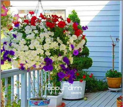 Fishing Petunia Seeds - Easy to Grow, Vibrant Hanging Flowers for Garden & Bonsai | Fast Shipping