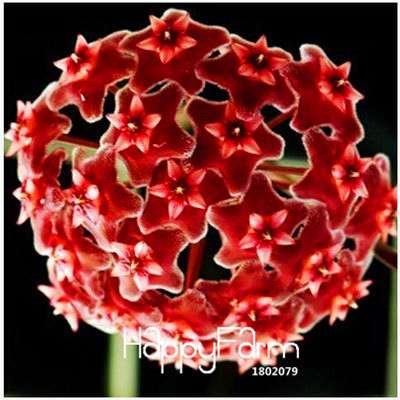 Buy Hoya Carnosa Seeds - for Home Garden, Potted Flower Seeds, Easy to Grow