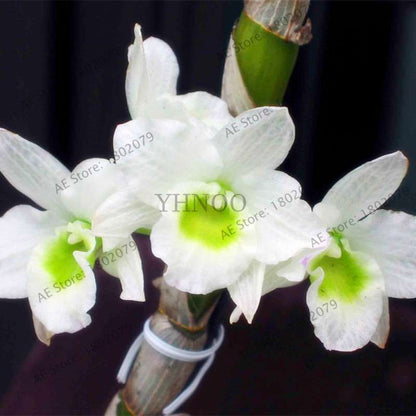 Rare Dendrobium Orchid Seeds - Perennial Indoor & Outdoor Balcony Office Plants