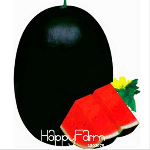 Giant Black Tyrant King Watermelon Seeds - Super Sweet for Home Gardening