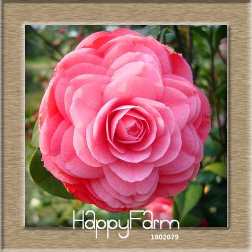 24-Color Camellia Seeds Kit - for Potted Plants, Bonsai & Garden Flowers | Fast-Growing & Vibrant Blooms