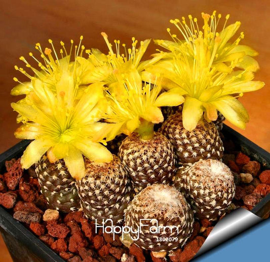 Rare Rebutia Cactus Seeds - Colorful Mini Succulents for Home & Office Planting