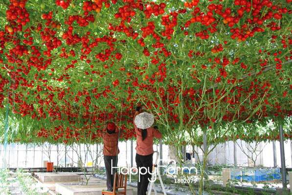 Italian Tree Tomato Seeds - Trip L Crop Variety - Fast Growing & High Yield - Free Shipping