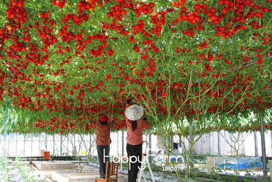 Italian Tree Tomato Seeds - Trip L Crop Variety - Fast Growing & High Yield - Free Shipping