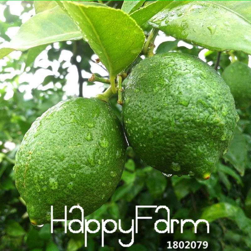 Lemon Seeds for Planting - Non-GMO Red Heart Citrus limon, Fruit Garden, Potted Bonsai, Indoor/Outdoor
