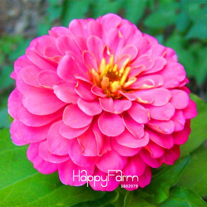Premium Zinnia Seeds Mix - 24 Varieties, - Rare Colorful Flowers for Indoor & Outdoor Gardens