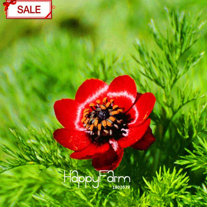 Red Kalanchoe Seeds - Longevity Flower, Easy-Grow Potted Plants for All Seasons | USA Shipping