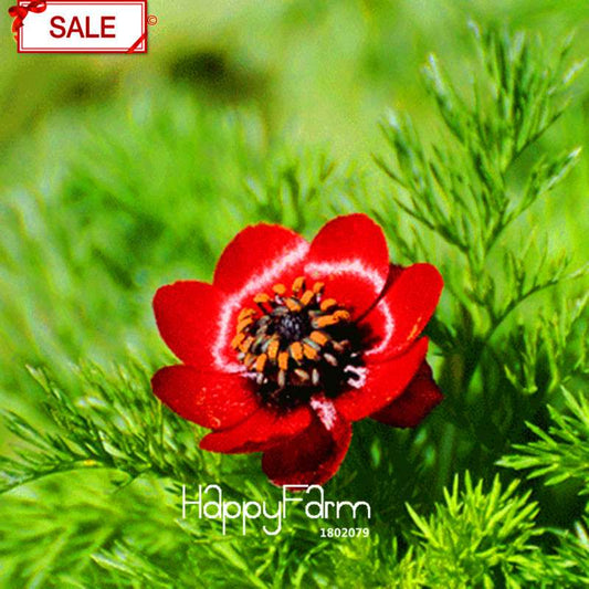 Red Kalanchoe Seeds - Longevity Flower, Easy-Grow Potted Plants for All Seasons | USA Shipping