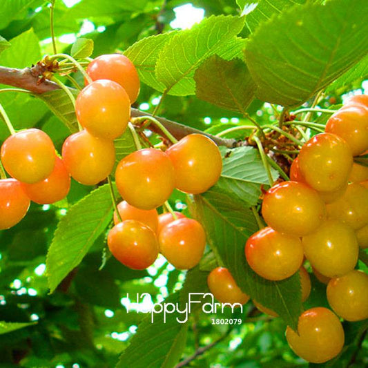 Yellow Cherry Seeds for Planting - Sweet Balcony Garden Fruit Bonsai Tree Kit - Grow Potted Cherry Plants at Home