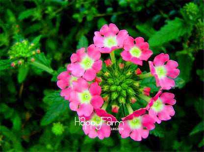 Colorful Verbena Hybrida Seeds - Vibrant Bonsai Flower Seeds for Home Garden Planting