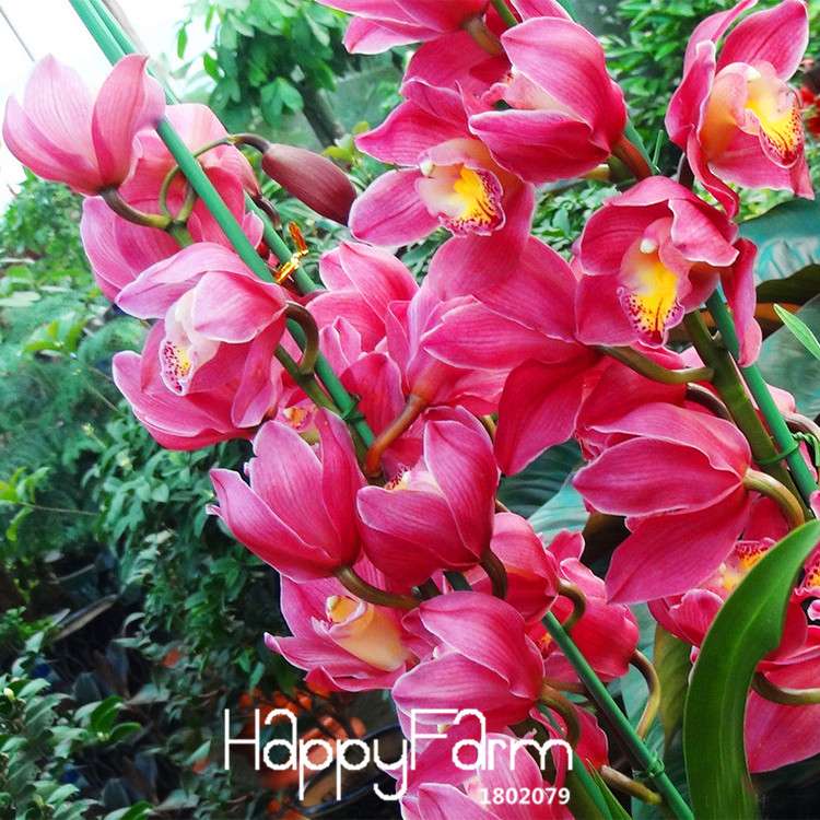 Red Cymbidium Orchid Seeds - Exotic Balcony Bonsai Flowers for Home Garden Planting