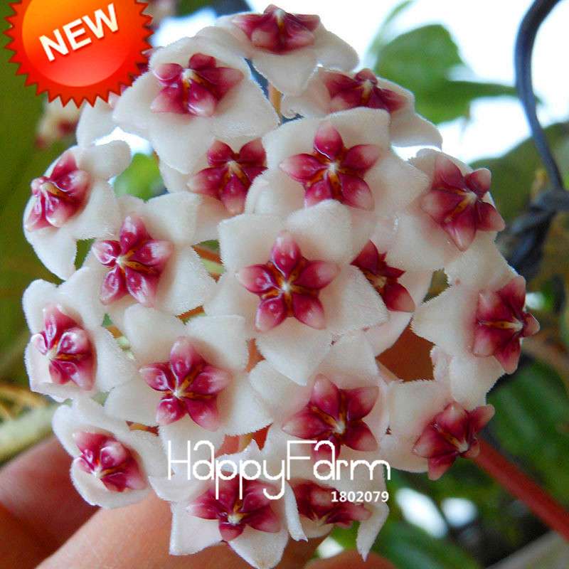 Hoya Seeds for Planting - DIY Home Garden, Potted Flowers, Bonsai & Orchid Seeds - Indoor/Outdoor