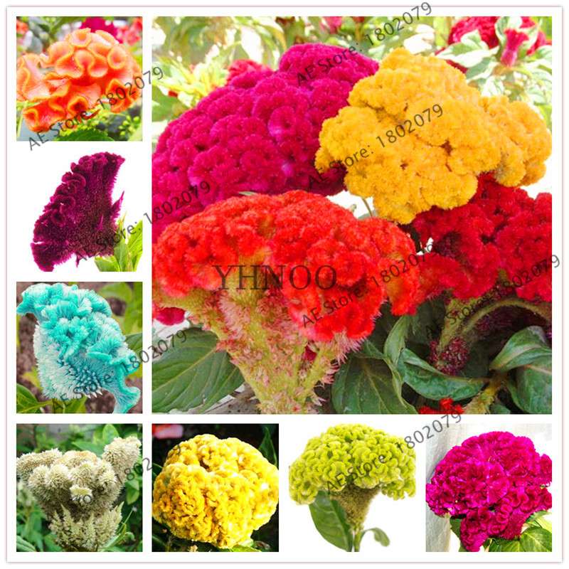 2025 Celosia Flower Seeds Mix Color - Cockscomb Seeds for Home Garden, Easy to Grow & DIY Planting