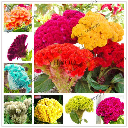 2025 Celosia Flower Seeds Mix Color - Cockscomb Seeds for Home Garden, Easy to Grow & DIY Planting