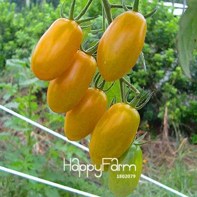Organic Yellow Pear Tomato Seeds for Home Garden - Non-GMO, Heirloom, Easy Grow
