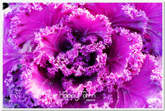 Rare Cabbage Flower Seeds for Garden - Decorative Home Planting, Non-GMO, Fast Shipping