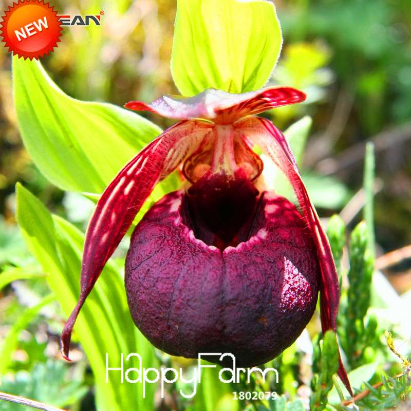 18 Color Orchid Seeds - Cypripedium & Paphiopedilum Bonsai Flower Seeds, Exotic Home Garden Planting