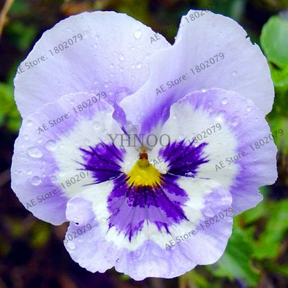 24 Colors Wavy Pansy Seeds - Viola Tricolor for Indoor Bonsai & Home Garden Planting