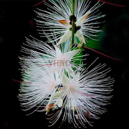 Exotic Bonsai Flower Seeds for Home Decor - Rare & Beautiful Varieties | Fast US Shipping