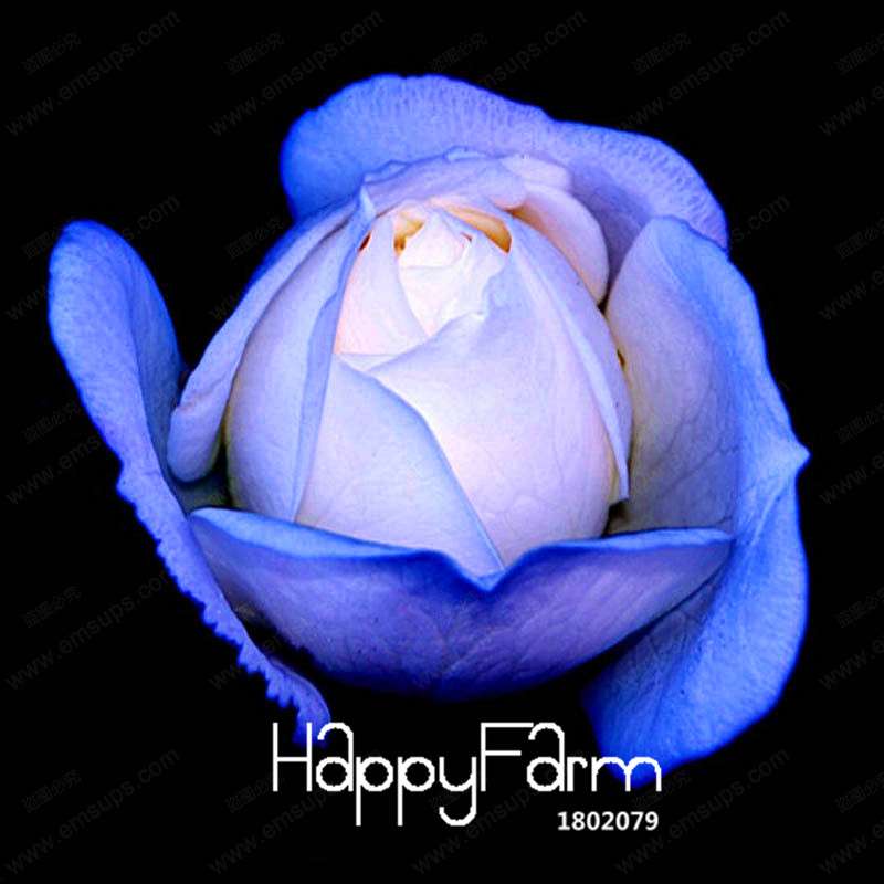 Blue Dragon Rose Seeds, Fragrant Blue Rose Flowering Plants for Garden