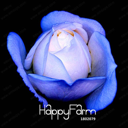 Blue Dragon Rose Seeds, Fragrant Blue Rose Flowering Plants for Garden