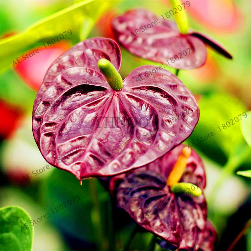 Anthurium Seeds - Colorful Bonsai Flower Seeds for Home Garden, Balcony DIY Planting (Andraeanum)