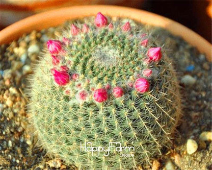 Succulent Seeds Mix - Stone Cactus, Fleshy Potted Flowers for Home Garden - High Germination Rate