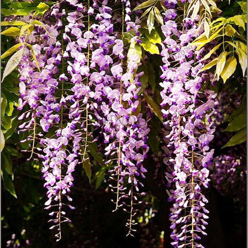 Rare Red Wisteria Seeds - Bonsai Tree Kit for Indoor Home Decor | Easy-Grow Mini Bonsai Plants