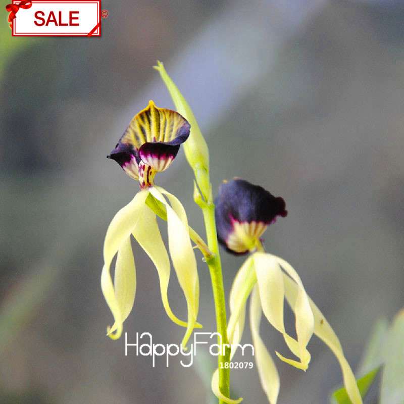 Purple Edge Octopus Orchid Seeds - Exotic Bonsai Flowering Plant, Easy to Grow