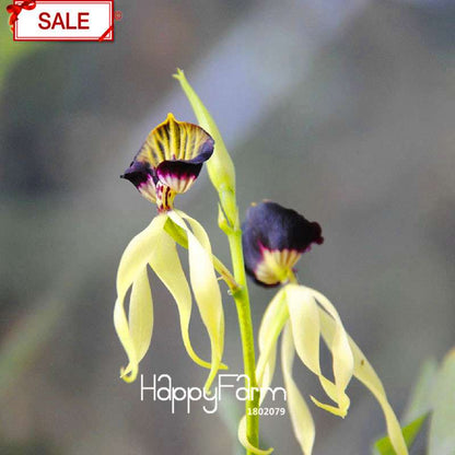 Purple Edge Octopus Orchid Seeds - Exotic Bonsai Flowering Plant, Easy to Grow