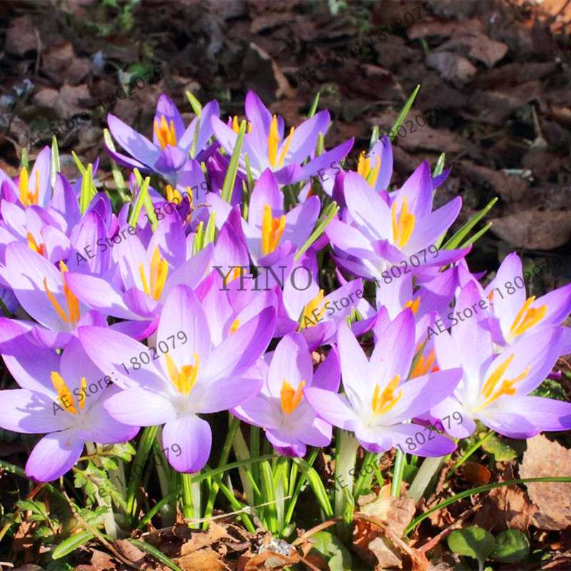 Premium Saffron Seeds - Grow Saffron Crocus Flowers for Home, Garden & Bonsai | Fast Shipping