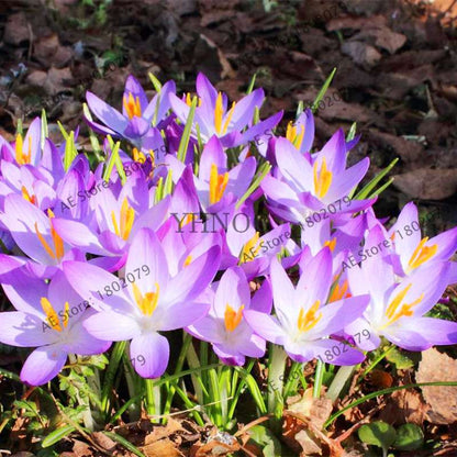 Premium Saffron Seeds - Grow Saffron Crocus Flowers for Home, Garden & Bonsai | Fast Shipping