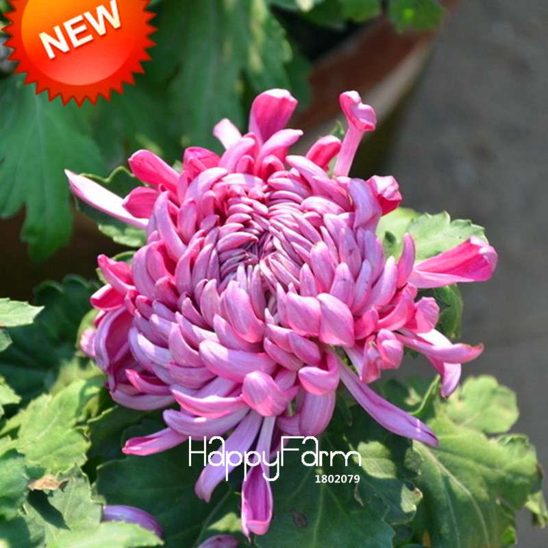 Purple Red Chrysanthemum Seeds for Balcony - Beautiful Potted Flowers