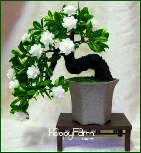 Gardenia Seeds - Fragrant Cape Jasmine for Home Garden, Potted Bonsai, Indoor & Outdoor Planting (Beautiful Flowers)