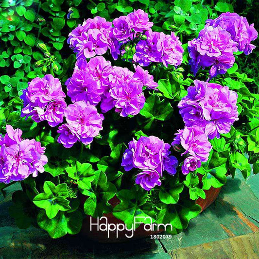 Purple Geranium Seeds - Elegant Perennial Flowers for Indoor & Outdoor Gardening