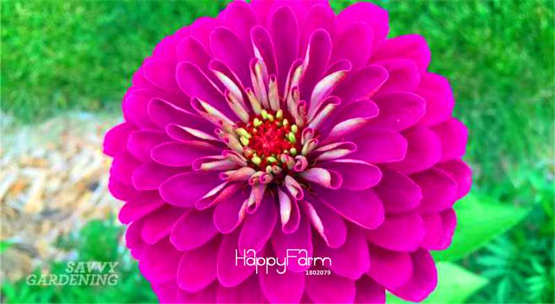 Premium Zinnia Seeds Mix - 24 Varieties, - Rare Colorful Flowers for Indoor & Outdoor Gardens