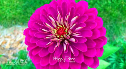 Premium Zinnia Seeds Mix - 24 Varieties, - Rare Colorful Flowers for Indoor & Outdoor Gardens