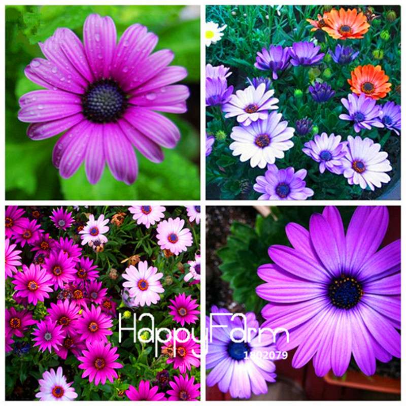 African Blue Eyed Daisy Seeds - Osteospermum Mix for Garden, Bonsai & Outdoor Planting | Fast-Growing Flower Seeds