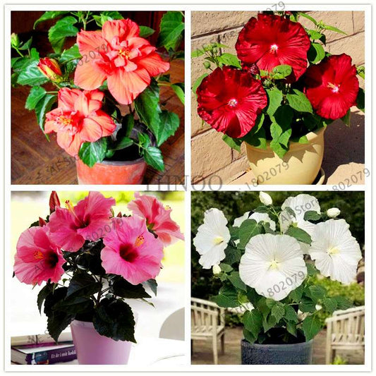 Colorful Bonsai Hibiscus Seeds - Perennial Flower for Home Garden Planting, Hibiscus Mutabilis