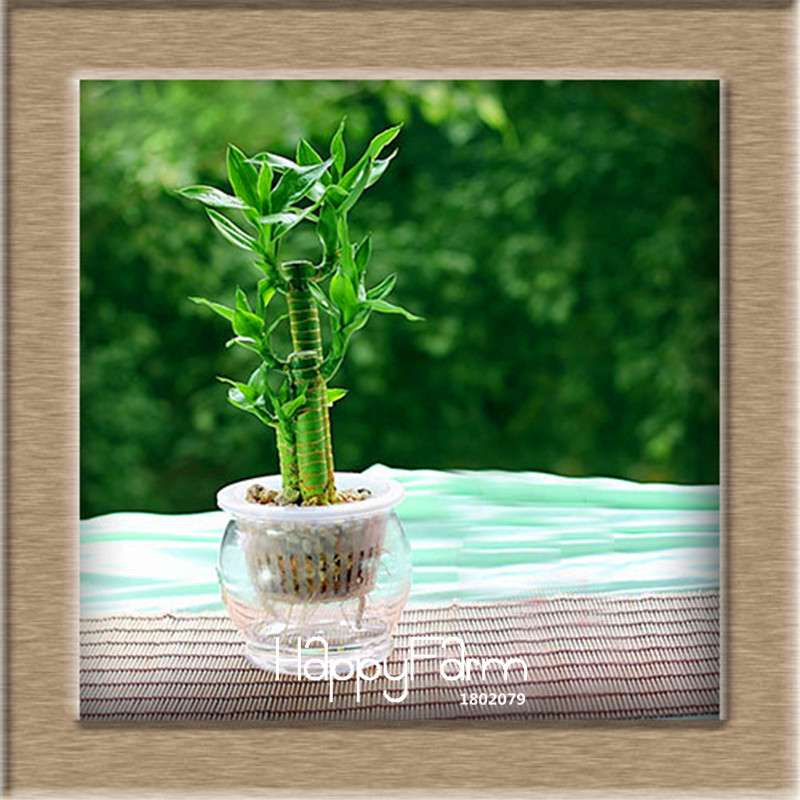 6 Types Lucky Bamboo Seeds - 95% Germination, Dracaena Variety for Home & Garden