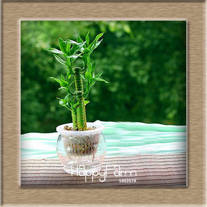 6 Types Lucky Bamboo Seeds - 95% Germination, Dracaena Variety for Home & Garden